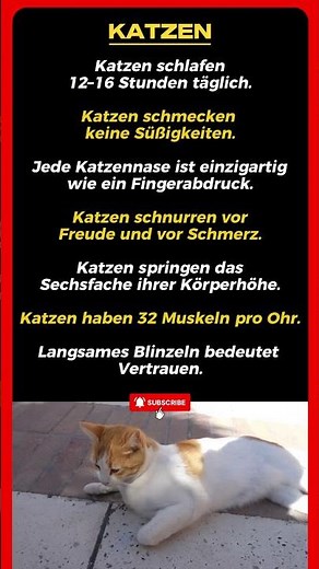 7 Fakten über Katzen, die du nicht wusstest 🐱