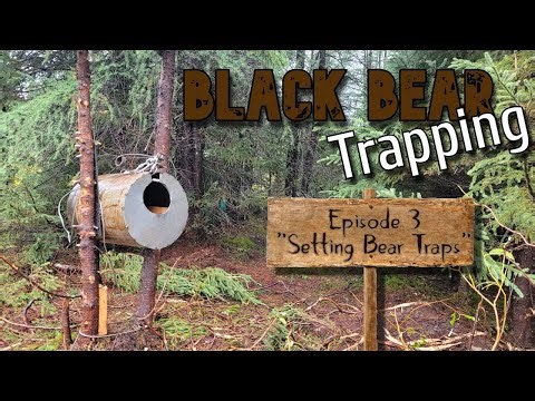 Setting Bear Traps - Episode 3 | Labrador Fall Black Bear Hunting / Trapping🧸