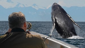 They must have breached 30 times 🐳 The magic of watching humpback whales in Alaska #WorldOceanDay | Robert E Fuller