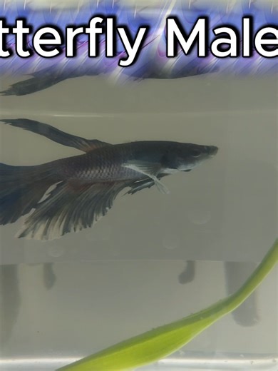 At the fish store, there was a butterfly male betta in a cup with a single leaf inside. He swam in smooth, controlled movements, circling the cup with an easy, elegant motion. Between passes, he paused near the leaf or the front of the cup, drifting calmly before continuing to swim.#fish #fyp #bettafish #fypシ #Fishtok