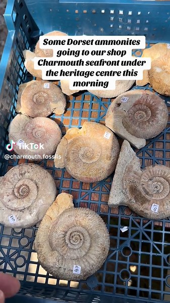 Ammonites stephanoceras for sale at our shop Charmouth Dorset uk