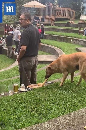 Is this the sneakiest dog ever?! 😱🐕🍕via ViralHog | Daily Mail Video