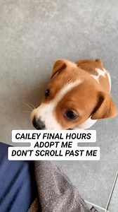 💔 CAILEY HAS SUFFERED ENOUGH… HE JUST WANTS TO FEEL LOVED 💔 Cailey’s life has been filled with pain long before he ever reached the safety of the shelter. His previous owner tortured him—physically and emotionally—leaving scars that no animal should ever have to carry. For Cailey, fear became his normal. Fear of hands. Fear of voices. Fear of being hurt again. When he arrived at the shelter, he didn’t understand that he was finally safe. He would curl up in the corner of his kennel, shaking, w