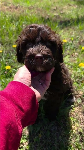 Portuguese Water Dog Puppies