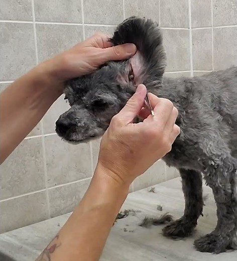 Plucking a dogs ear hair with tweezers demo, Shih Tzu/Poodle, dog grooming without restraints