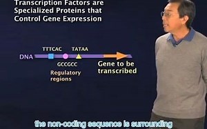 Introduction to Transcription Factors - Robert Tjian (Berkeley/HHMI)