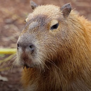 43K views · 1.1K reactions | Capybaras have a unique diet.  Don't miss #SecretsOfTheZoo: Down Under, tomorrow at 9/8c on Nat Geo WILD! | National Geographic Animals | Facebook