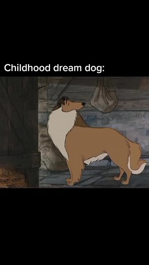 Do you prefer long hair or short hair breeds? #dog #fergusthecollie #roughcollie #dreamdog #fergus