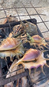 1.5M views · 5.5K reactions | Saang spider shell ️ | Aicel Espinosa | Facebook