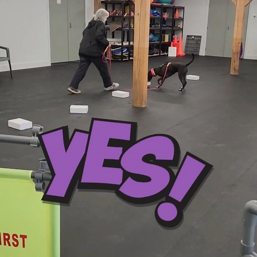 Nose Work starts with the basics—teaching dogs to search for food and gradually introducing specific scents paired with that food. Over time, dogs learn to locate those scents on their own, and handlers learn to “read” their dogs’ signals to know when they’ve made a find. This game is pure fun for dogs and their people! Watching a dog’s confidence grow as they search in new environments is incredibly rewarding. And the benefits go beyond the game itself—nose work builds confidence, provides ment