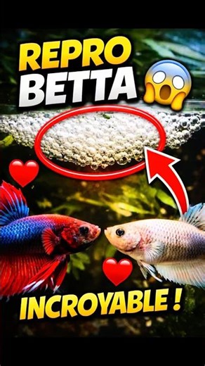 Reproduction betta splendens magique 🥹
