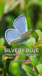 Some butterfly nets, a large cooler, and a few bottles of fruit punch Gatorade later, we’ve got new silvery blue residents fluttering around the Presidio. This project was made possible by a dedicated team from the Academy, Presidio of San Francisco, Golden Gate National Recreation Area, Creekside Science Creekside Science, and Revive and Restore working to bring an “ecological stand-in” for the extinct Xerces blue back to its historic habitat in the restored dunes of the Presidio. | California 