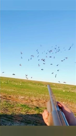 Гуси летят по открытому небу Охота на гусей #goosehunting #geese #sky#охотанагусей #гуси #небо
