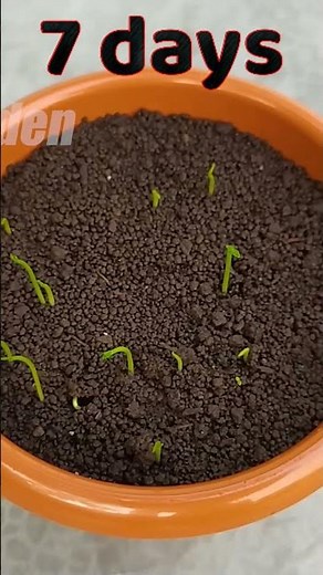 How to grow lemon tree from seeds at home #grow_lemon_tree_from_seeds