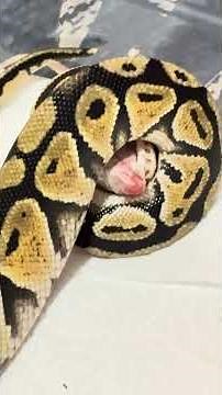 Python Eats! #wildlife #python #dinner #newsnake #ballpython