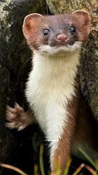 Stoat hypnotization #science #sciencefacts