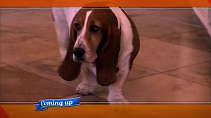Sadie the Basset Hound avoids men, including her owner Allen! #DogWhisperer | Dog Whisperer with Cesar Millan: Family Edition