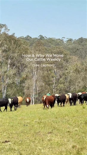 Ever wondered how & why we move our cattle every week? This is Lachy, our Livestock Manager, moving cattle on horseback, a calm, low-stress way to guide them onto fresh pasture. We rotate cattle across paddocks every week or so, allowing grass to recover, soils to rebuild, and animals to graze naturally. ✔️ Healthier cattle ✔️ Stronger soil ✔️ Better pasture growth ✔️ Higher quality grass fed beef It’s slower, more hands-on farming, but it’s better for the land, the animals, and the families who