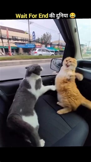Animals Ke Gajab Karname 😂 wait for twist 😂 part-16 #funny #shorts #animals