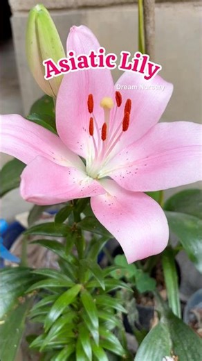 Beautiful Lilium Flower #shorts #gardening #flowers
