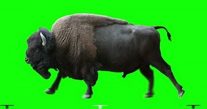 Isolated American Bison Cyclical Running Can Stock Footage Video (100% Royalty-free) 1015419289 | Shutterstock