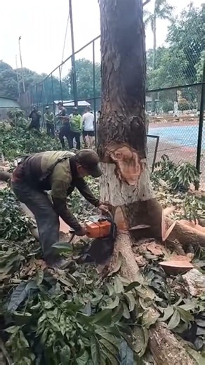 Woodworking tips and tricks cut down a large tree by pulling a rope #shortvideo #treecutting