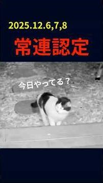 【2025.12.6,7,8】常連認定 #外猫 #地域猫 #TNR #保護猫 #子猫#監視カメラ #猫の記録 #猫動画