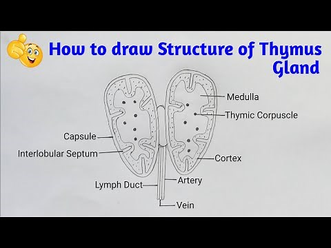 How to draw labelled diagram of thymus gland step by step for beginners