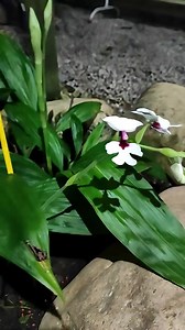 Calanthe Vestita – A Orquídea de Inverno que Encanta Encante-se com a Calanthe vestita, orquídea terrestre que floresce no inverno com cachos delicados e vibrantes. Fácil de cultivar, ama substrato rico, luz filtrada e regas moderadas. Uma joia rara para deixar seu orquidário mais elegante. 🌸✨ #cultivodeorquideas #orquídeas #orquidario #flores #calanthevestita | Orquídeas Bellas