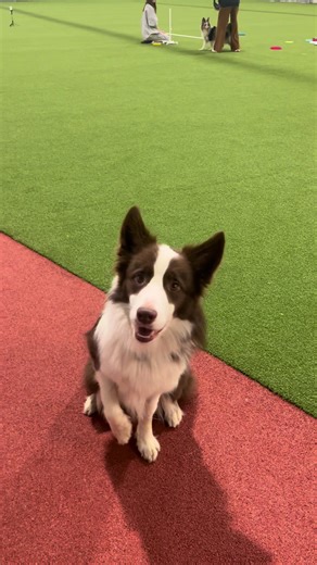 Expert Tips for Training Your Border Collie to Catch Frisbees