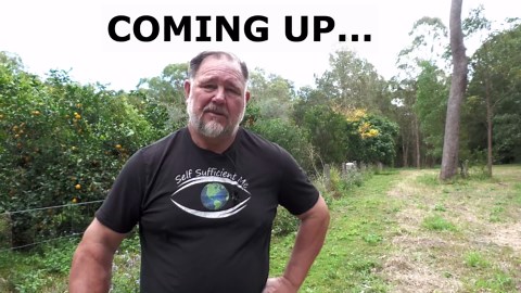 Can you grow fruit & veggies near gum trees? My surprising results!