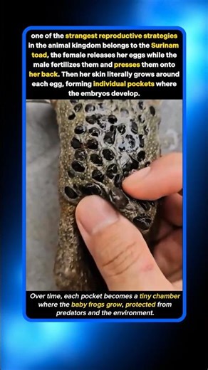 You Won’t Believe What’s Inside This Frog’s Skin
