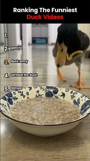 RANKING THE FUNNIEST DUCK VIDEOS 🦆 PART 3