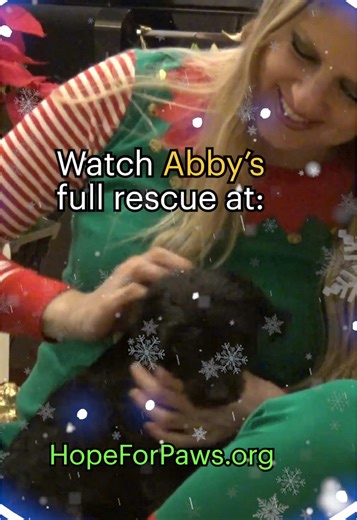HopeForPaws (@hopeforpawsrescue) - www.HopeForPaws.org - Abby was abandoned in a desert community and for two years no one could touch her. Finally, someone called Hope For Paws for help. Please watch her full rescue video on our website. Thank you. 🙏❤️ ##dog##dogs##christmas##hopeforpaws##dogsoftiktok