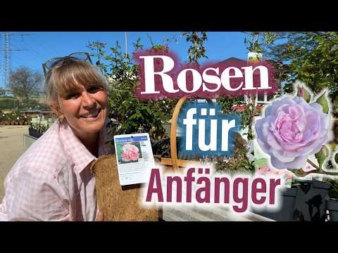 EASY ROSEN für ANFÄNGER & Liebhaber🌹ROSENTRÄUME OHNE STRESS - die besten Rosen- & Staudenkombis
