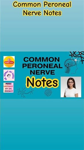 Common Peroneal Nerve | High-Yield Notes + Full Lecture Link in Comments
