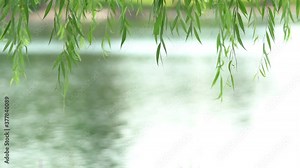 Beautiful, green Weeping Willow tree leaves draping by a river - blurred background