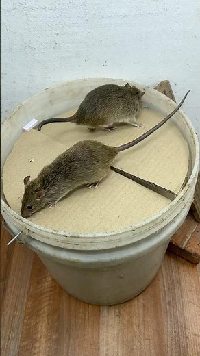 Homemade trap/Homemade traps with cardboard are extremely effective #rat