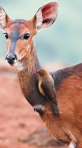 OxPecker Bird With Cape BushBuck Wincent Eb8Xz #nature #wildlife #bird | HAWI Studios