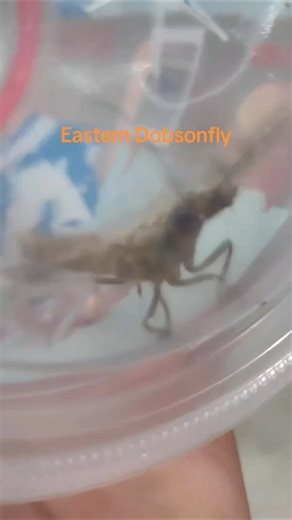 Eastern Dobsonfly Captured!! #bug #dobsonfly #wildlife