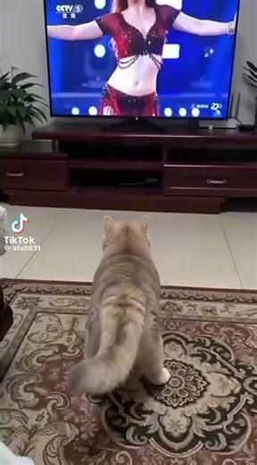 #Gedit Cats !! 😅😅😅