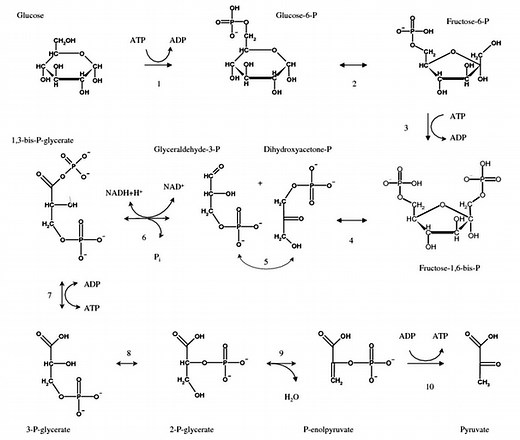 Multiple Choice Quiz on Glycolysis