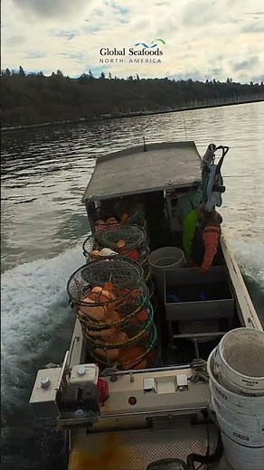Fishermen Bring Dungeness Crab to Shilshole Bay Marina | Pacific Northwest Life