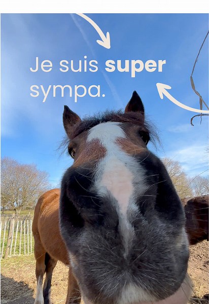 Tu connais aussi un cheval qui fait flipper toi?🤭#ausecours #sympa