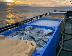 GREECE’S BLUE GOLD: THE FUTURE OF AQUACULTURE AND GROWTH PROSPECTS
