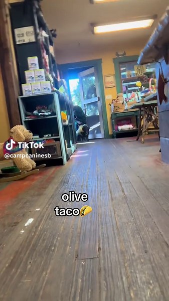 Doggy Daycare Halloween Costume Contest