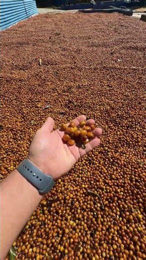 Processing washed and natural coffee