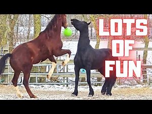 Horse Race in the Snow! Rising Star⭐ & Teije Rein Playing with the Ball | Friesian Horses