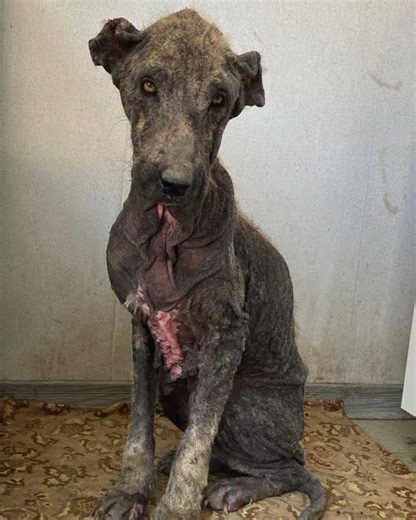 See Elena's incredible transformation! #spcai #animalrescue #animalwelfare #dogrescue #dogshorts