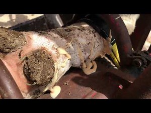 A CYST on a cow’s leg BURSTS!!!